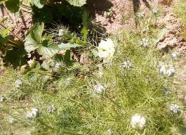 fruhling2025_Garten_IMG_20250521_105156