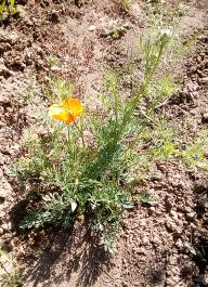 fruhling2025_Garten_IMG_20250521_105239