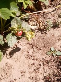fruhling2025_Garten_IMG_20250521_105245
