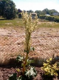 fruhling2025_Garten_IMG_20250521_105257