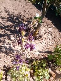 fruhling2025_Garten_IMG_20250521_105304