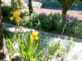 fruhling2025_Garten_IMG_20250521_105400