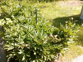 fruhling2025_Garten_IMG_20250521_105422