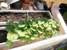 fruhling2025_Garten_IMG_20250521_105439