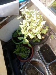 fruhling2025_Garten_IMG_20250521_105447