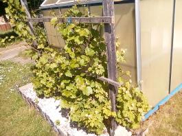 fruhling2025_Garten_IMG_20250521_105505