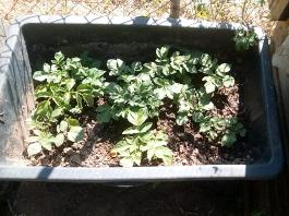 fruhling2025_Garten_IMG_20250521_105527