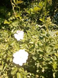 fruhling2025_Garten_IMG_20250521_112059