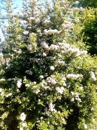 fruhling2025_Garten_IMG_20250521_112157