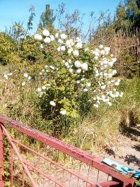 fruhling2025_Garten_IMG_20250521_112209