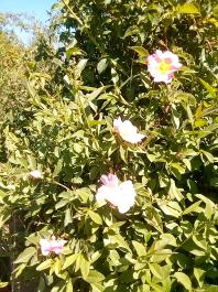fruhling2025_Garten_IMG_20250521_112226