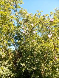 fruhling2025_Garten_IMG_20250521_112240