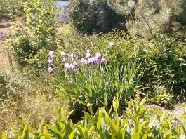 fruhling2025_Garten_IMG_20250521_112308