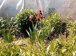 fruhling2025_Garten_IMG_20250521_112330