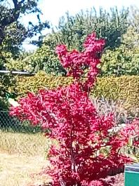 fruhling2025_Garten_IMG_20250521_112400