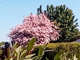 fruhling2025_Garten_IMG_20250521_112420