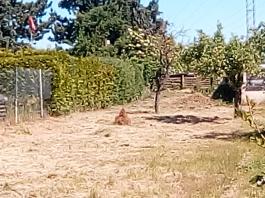 fruhling2025_Garten_IMG_20250521_112447