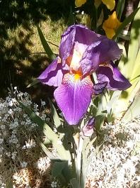 fruhling2025_Garten_IMG_20250521_113052