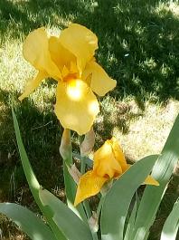fruhling2025_Garten_IMG_20250521_113101