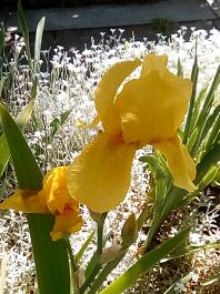 fruhling2025_Garten_IMG_20250521_113115