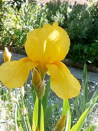 fruhling2025_Garten_IMG_20250521_113120