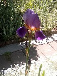 fruhling2025_Garten_IMG_20250521_113128