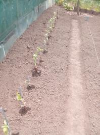 fruhling2025_Garten_IMG_20250521_131344