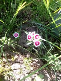 fruhling2025_Garten_IMG_20250521_172421