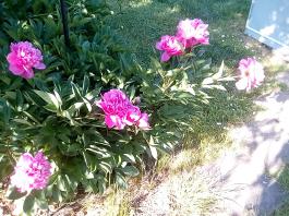 fruhling2025_Garten_IMG_20250530_173636