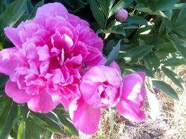 fruhling2025_Garten_IMG_20250530_173644