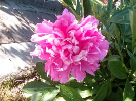 fruhling2025_Garten_IMG_20250530_173650