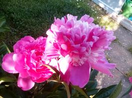 fruhling2025_Garten_IMG_20250530_173655