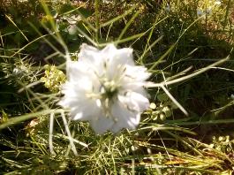 fruhling2025_Garten_IMG_20250530_173711
