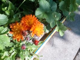 fruhling2025_Garten_IMG_20250530_173727
