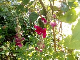 fruhling2025_Garten_IMG_20250530_173748
