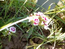 fruhling2025_Garten_IMG_20250530_173823