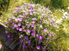 fruhling2025_Garten_IMG_20250530_173833