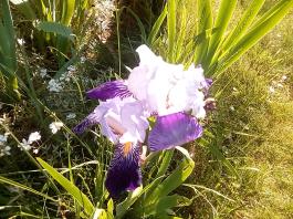 fruhling2025_Garten_IMG_20250530_173840