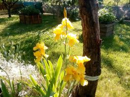 fruhling2025_Garten_IMG_20250530_173846