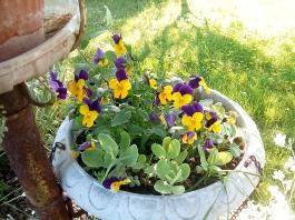 fruhling2025_Garten_IMG_20250530_173901