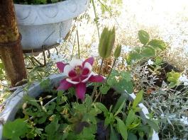 fruhling2025_Garten_IMG_20250530_173909