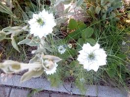 fruhling2025_Garten_IMG_20250530_173913