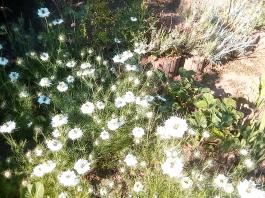 fruhling2025_Garten_IMG_20250530_173930