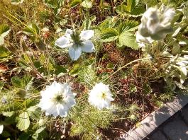 fruhling2025_Garten_IMG_20250530_173942