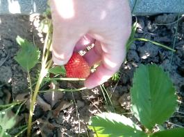 fruhling2025_Garten_IMG_20250530_173949