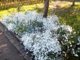 fruhling2025_Garten_IMG_20250530_174014