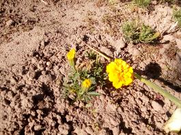 fruhling2025_Garten_IMG_20250530_174039