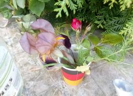 fruhling2025_Garten_IMG_20250530_174509