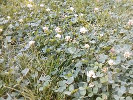 fruhling2025_Garten_IMG_20250530_174525