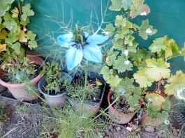 fruhling2025_Garten_IMG_20250530_174537